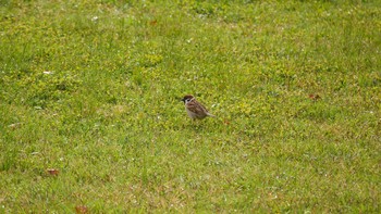 Eurasian Tree Sparrow Matsue Castle Thu, 4/29/2021