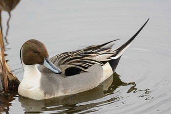 Northern Pintail Hattori Ryokuchi Park Mon, 2/20/2017