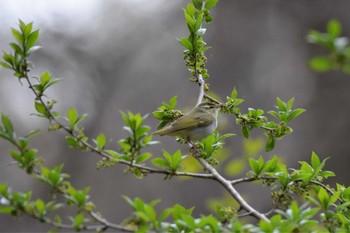 センダイムシクイ 軽井沢野鳥の森 2021年4月28日(水)