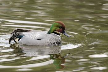 Falcated Duck Hattori Ryokuchi Park Mon, 2/20/2017