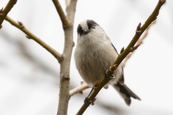 Long-tailed Tit Hattori Ryokuchi Park Mon, 2/20/2017