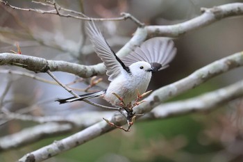 Thu, 4/29/2021 Birding report at Miharashi Park(Hakodate)