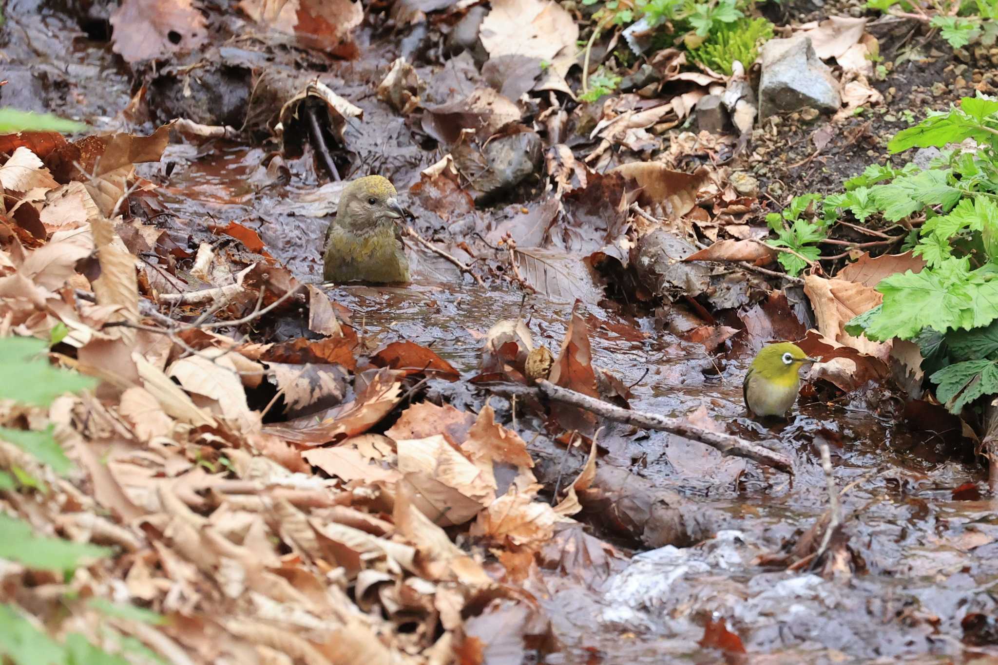 Warbling White-eye