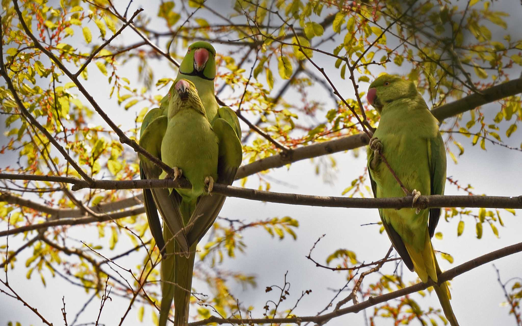 東京 ワカケホンセイインコの写真 by しげじー