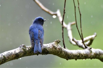 Blue-and-white Flycatcher 神奈川県 Thu, 4/29/2021