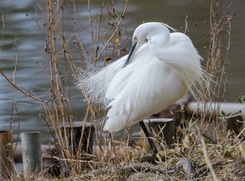 Little Egret Hattori Ryokuchi Park Mon, 2/20/2017