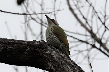 アオゲラ 山北つぶらの公園 2021年1月11日(月)