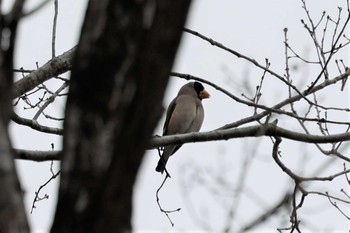 イカル 山北つぶらの公園 2021年1月11日(月)