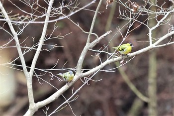 マヒワ 山北つぶらの公園 2021年1月11日(月)