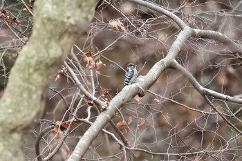 コゲラ 山北つぶらの公園 2021年1月11日(月)