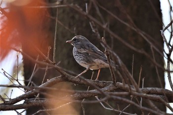 ツグミ 神奈川県自然環境保全センター 2021年2月6日(土)