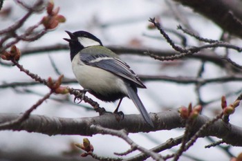 シジュウカラ 福井緑地(札幌市西区) 2021年4月29日(木)