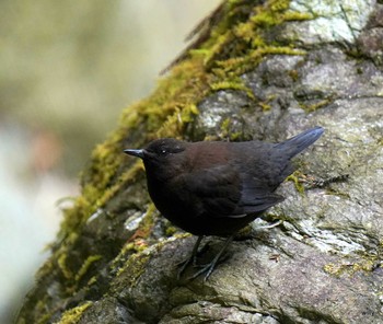 Brown Dipper 埼玉 Fri, 4/16/2021