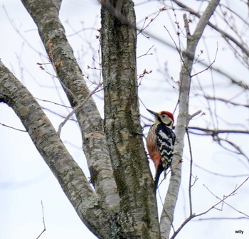 White-backed Woodpecker Unknown Spots Sun, 4/25/2021