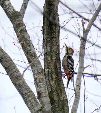 White-backed Woodpecker Unknown Spots Sun, 4/25/2021