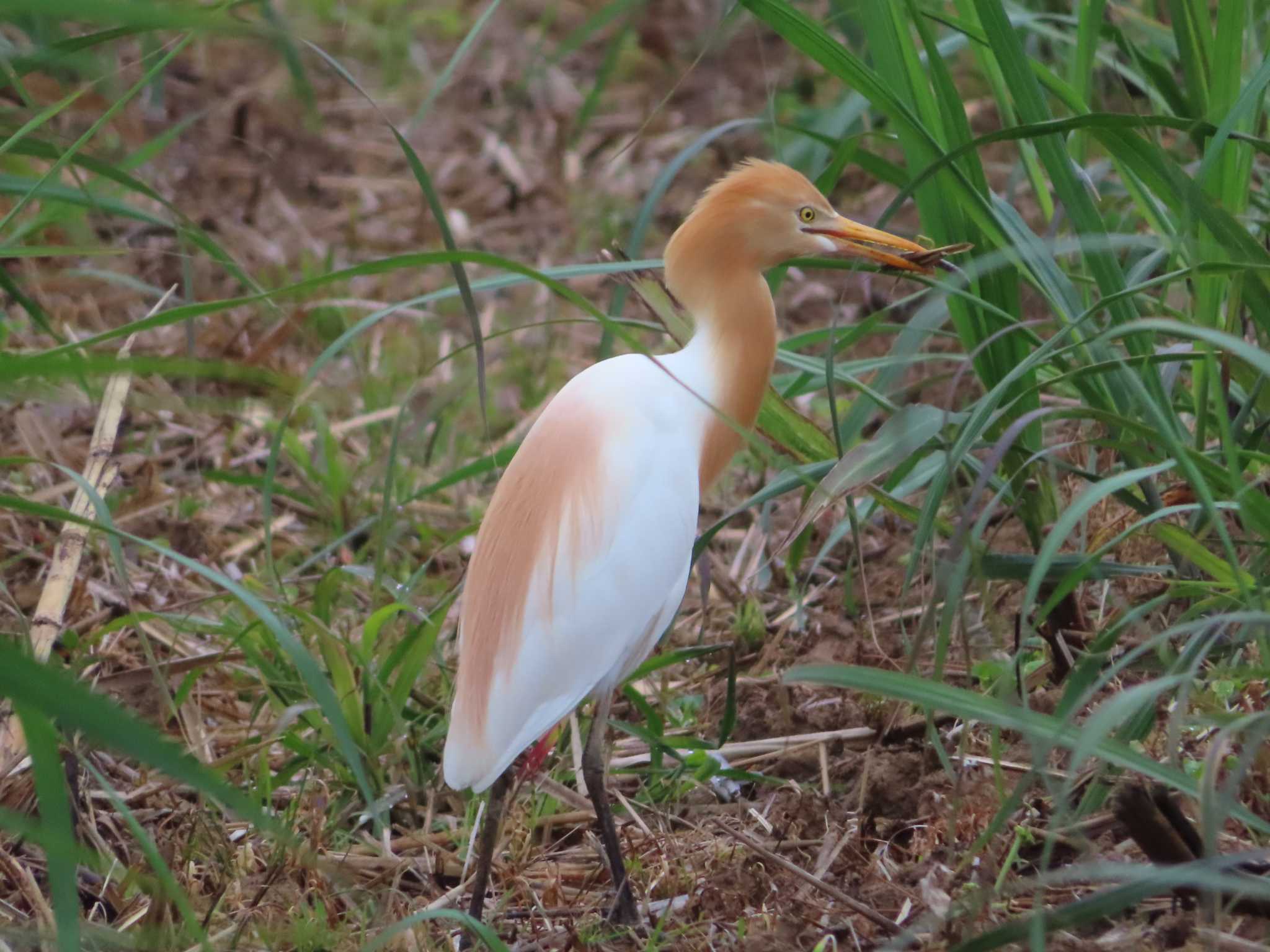 Eastern Cattle Egret