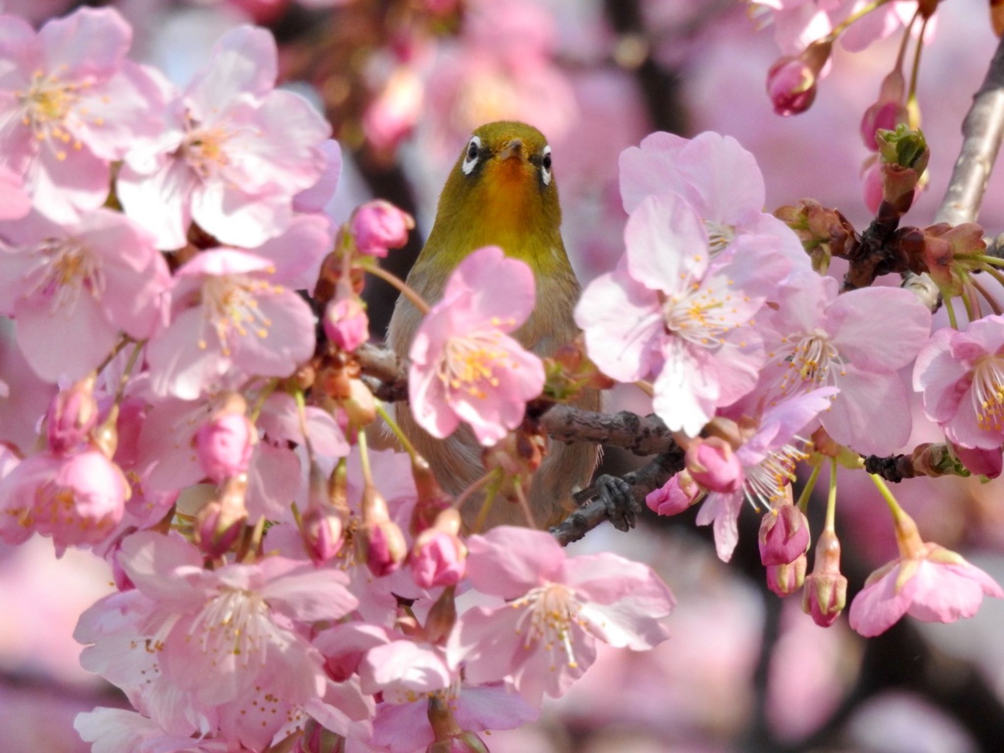 井の頭公園 メジロの写真 by のん