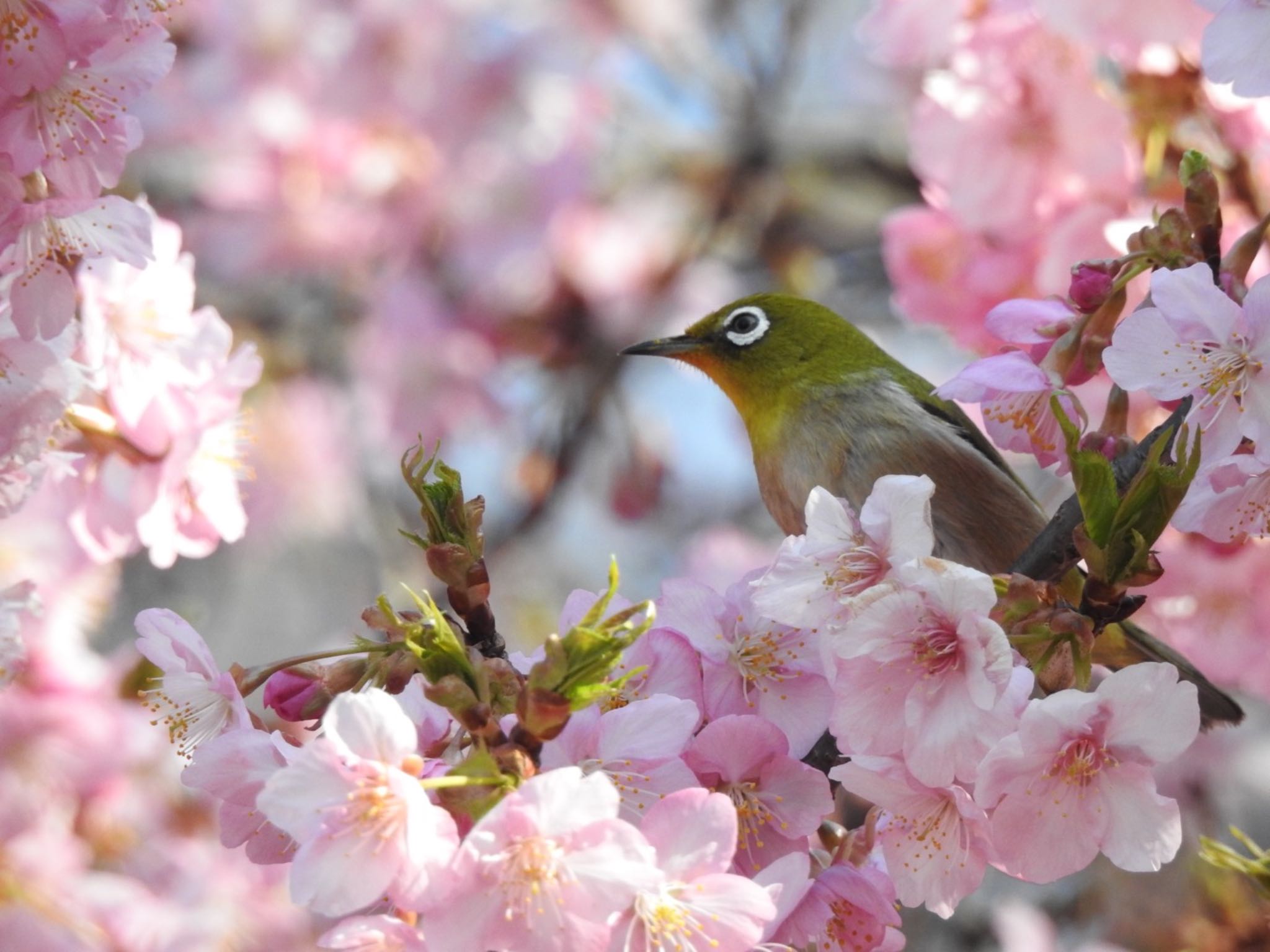 井の頭公園 メジロの写真 by のん