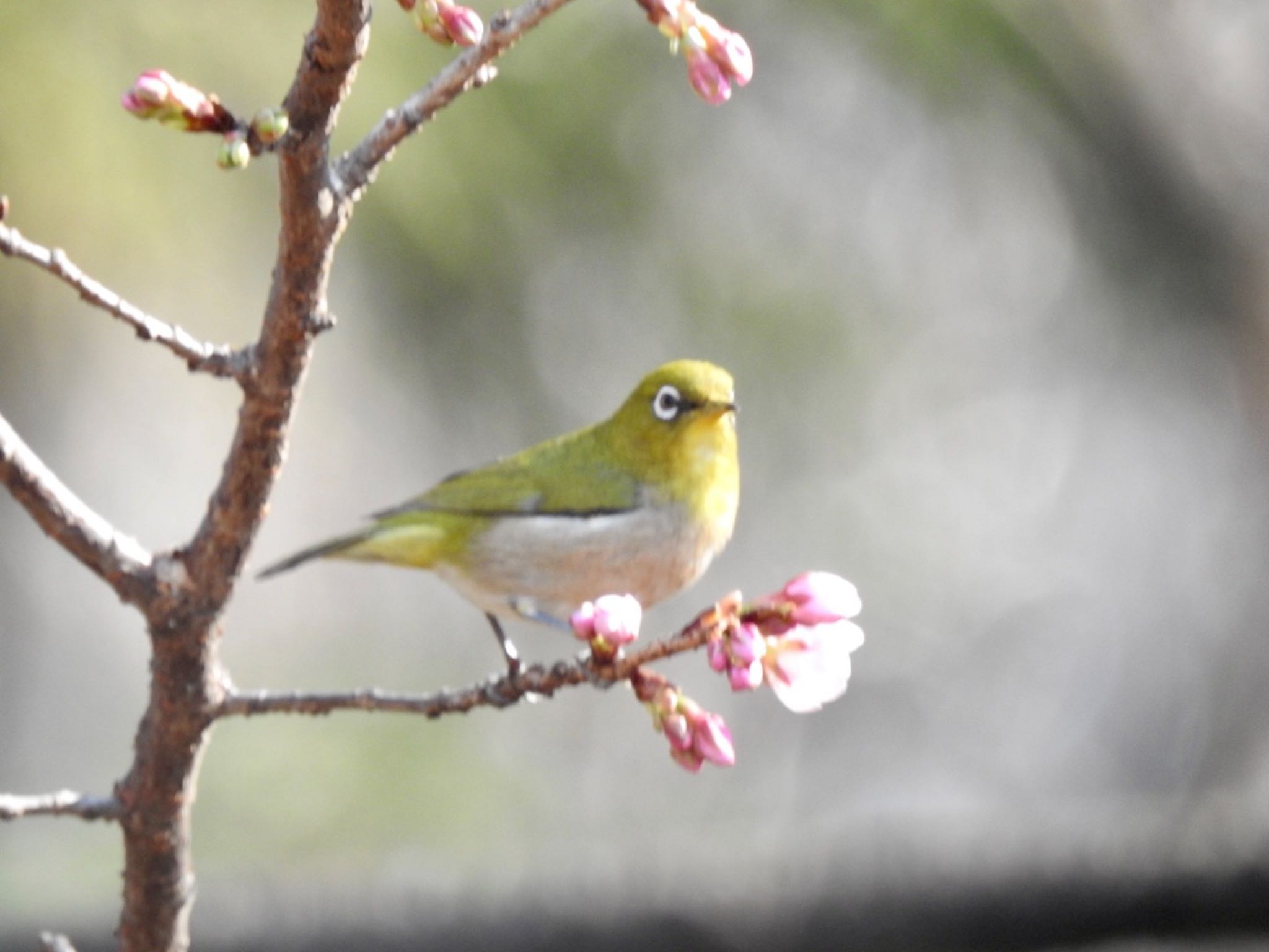 井の頭公園 メジロの写真 by のん