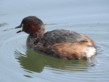 2021年2月22日(月) 井の頭公園の野鳥観察記録