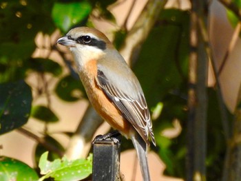 2021年2月22日(月) 野川公園の野鳥観察記録