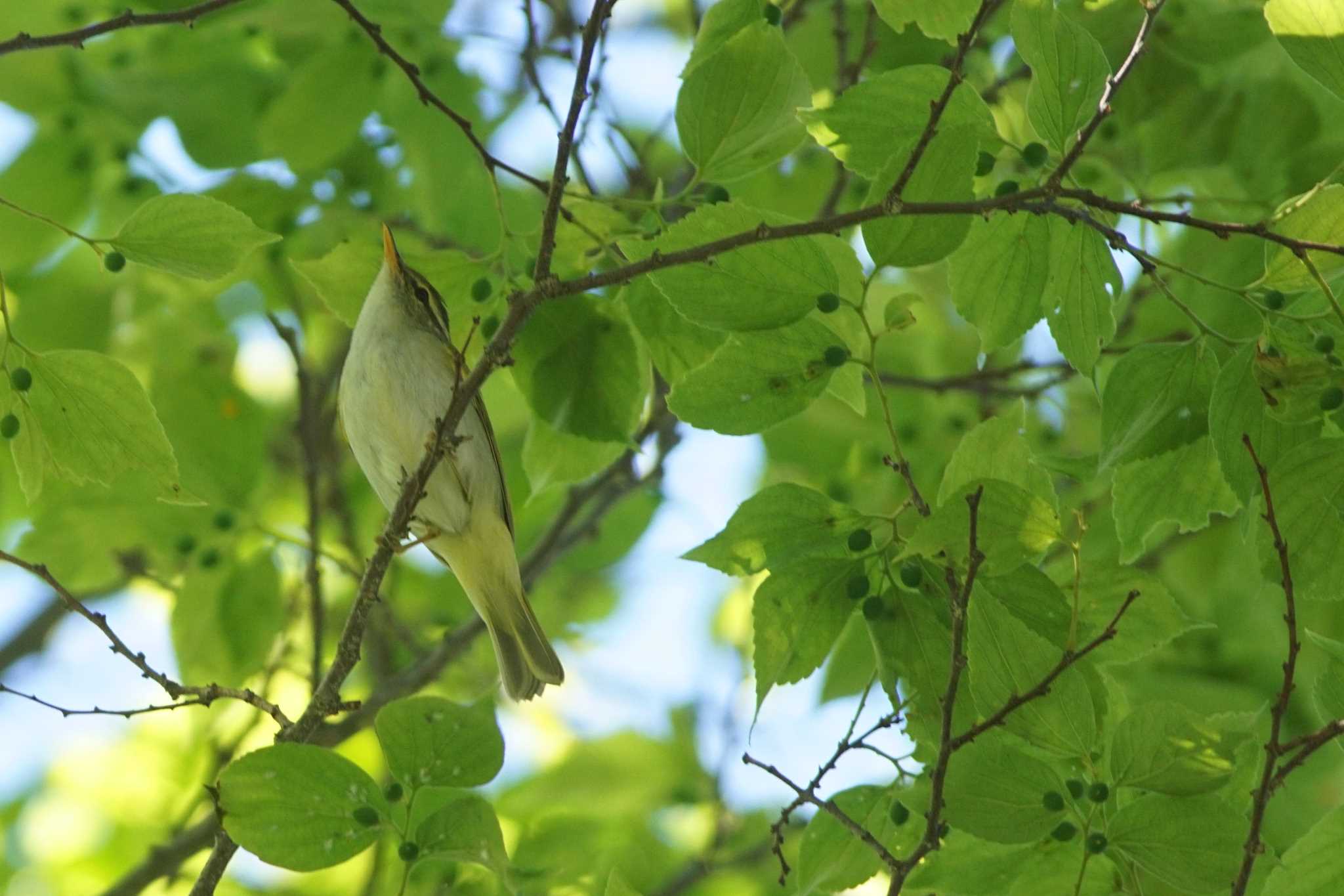 Eastern Crowned Warbler