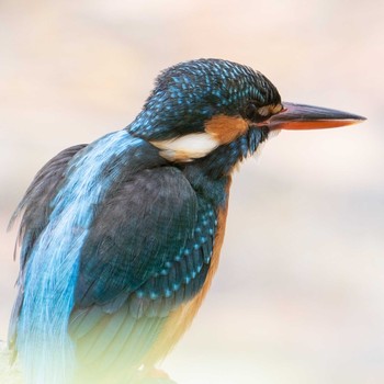 Common Kingfisher 北海道 Mon, 4/26/2021