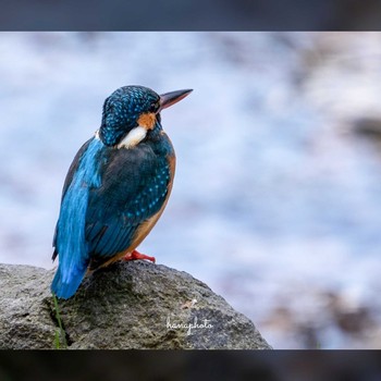 Common Kingfisher 北海道 Mon, 4/26/2021