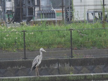 Grey Heron 金井遊水地(金井遊水池) Thu, 4/29/2021