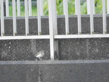 Thu, 4/29/2021 Birding report at 金井遊水地(金井遊水池)