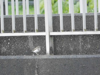 Common Sandpiper 金井遊水地(金井遊水池) Thu, 4/29/2021