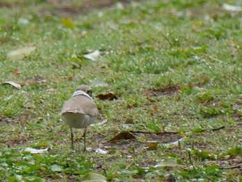 Little Ringed Plover 金井遊水地(金井遊水池) Thu, 4/29/2021