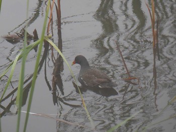 Common Moorhen 金井遊水地(金井遊水池) Thu, 4/29/2021