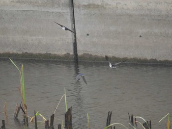 Barn Swallow 金井遊水地(金井遊水池) Thu, 4/29/2021