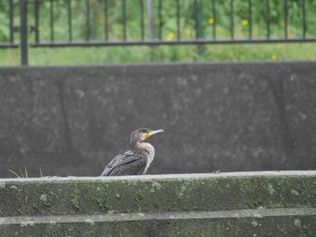 Great Cormorant 金井遊水地(金井遊水池) Thu, 4/29/2021