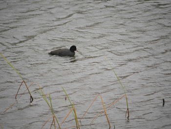 Eurasian Coot 金井遊水地(金井遊水池) Thu, 4/29/2021