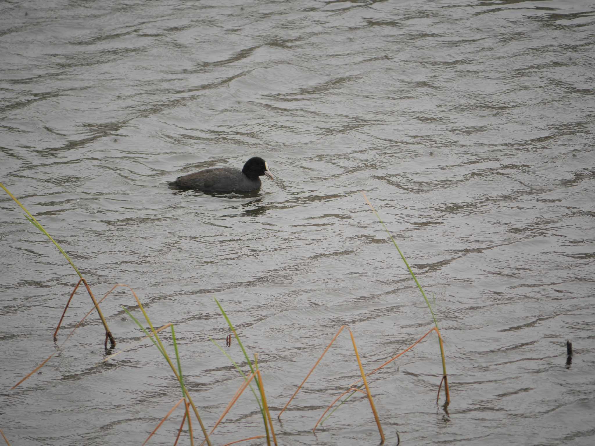 Photo of Eurasian Coot at 金井遊水地(金井遊水池) by 丁稚