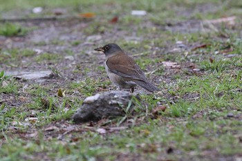 Pale Thrush Akashi Park Sun, 3/28/2021