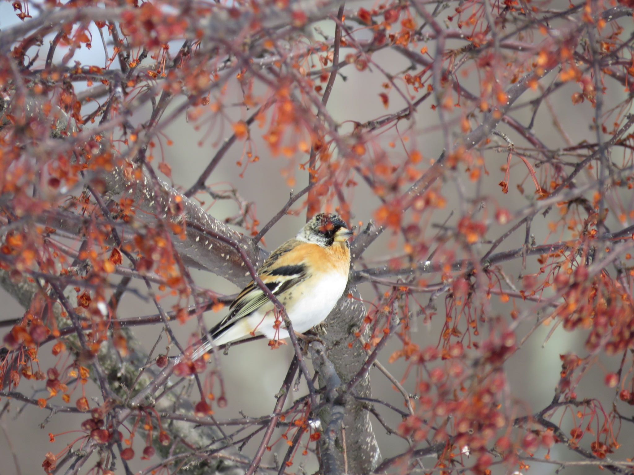 キトウシ森林公園 アトリの写真 by ぴよ子