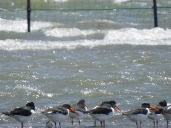 Eurasian Oystercatcher Sambanze Tideland Sun, 4/18/2021