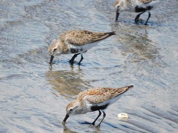 Dunlin 三番瀬 Sun, 4/18/2021