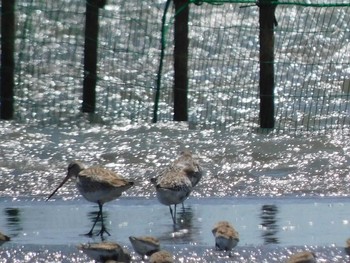 Bar-tailed Godwit Sambanze Tideland Sun, 4/18/2021