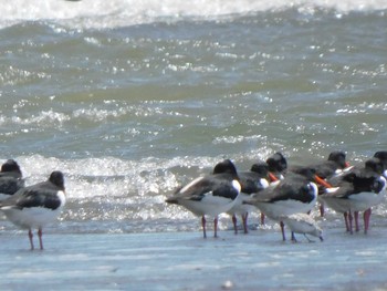 Eurasian Oystercatcher Sambanze Tideland Sun, 4/18/2021