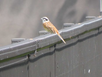 2021年4月30日(金) 奈良山公園の野鳥観察記録