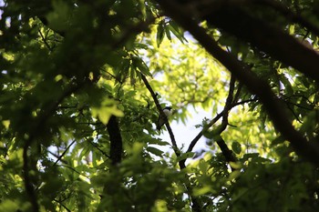 2021年4月30日(金) 秋ヶ瀬公園(ピクニックの森)の野鳥観察記録