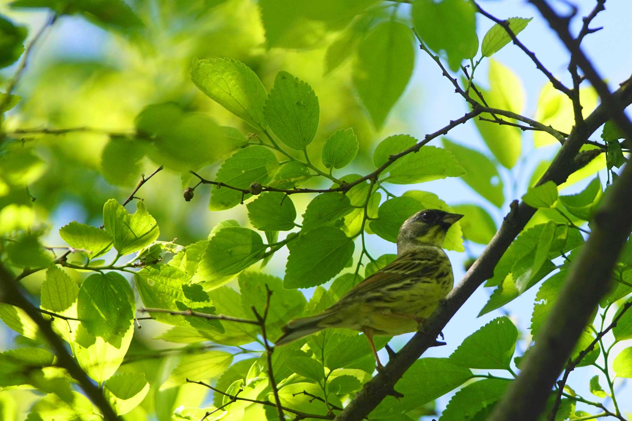 Photo of Masked Bunting at 酒匂川 by bea