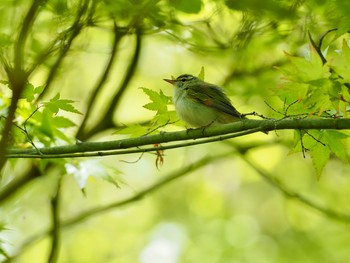 Japanese Leaf Warbler 再度山 Sun, 4/25/2021