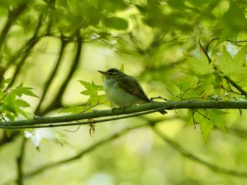 Japanese Leaf Warbler 再度山 Sun, 4/25/2021