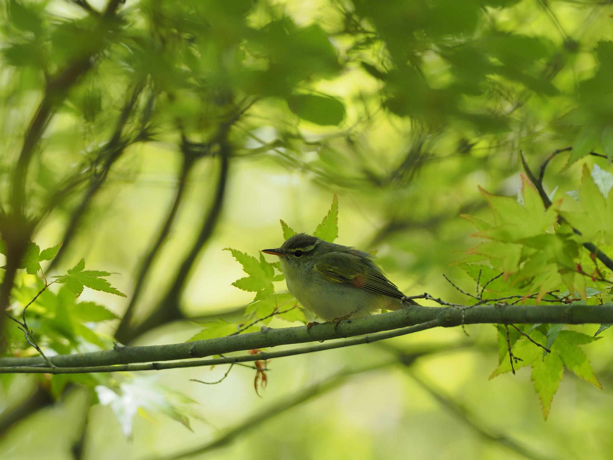 この鳥の名前を教えてください