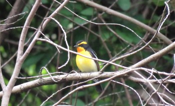 キビタキ 兵庫県 2021年4月30日(金)